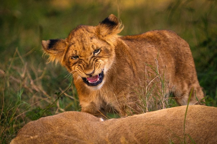 047 Masai Mara.jpg